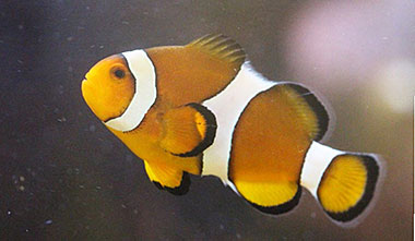 Dicker college corso inglese animal and zoology, un pesce dello zoo del college