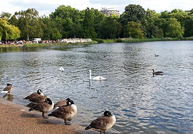 Londra, anatre e cigni nel laghetto di Hyde Park