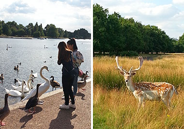 I parchi di Londra, Hyde Park e Richmond Park
